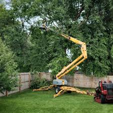 Best Tree Cabling and Bracing  in Sussex, NJ