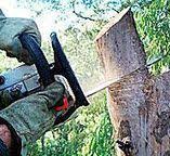  Sussex, NJ Tree Removal Pros