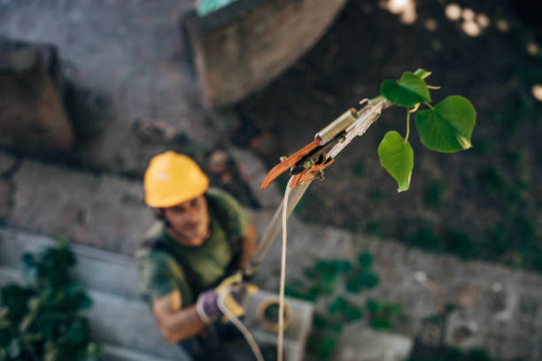Best Leaf Removal  in Sussex, NJ