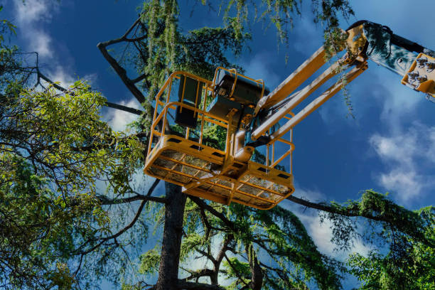 Best Aeration Services  in Sussex, NJ