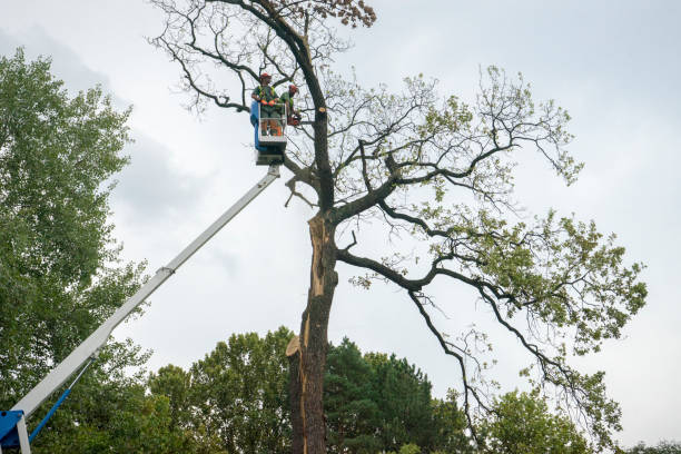 Best Tree Removal  in Sussex, NJ