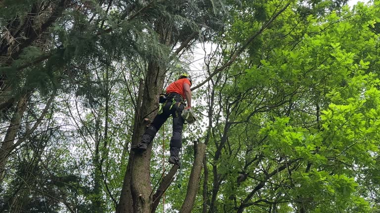 Best Tree Risk Assessment  in Sussex, NJ