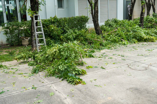 Best Hedge Trimming  in Sussex, NJ