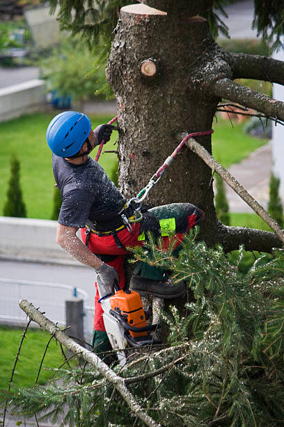Lawn Renovation and Restoration in Sussex, NJ