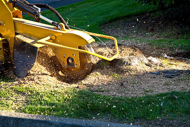 Best Lawn Mowing  in Sussex, NJ
