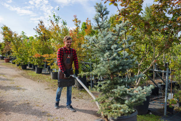 Best Root Management and Removal  in Sussex, NJ