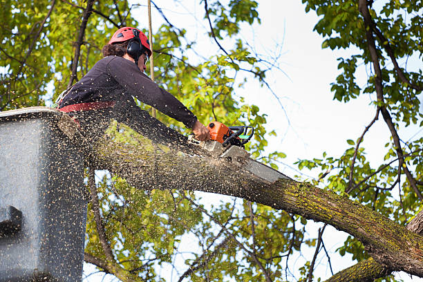 Best Firewood Processing and Delivery  in Sussex, NJ